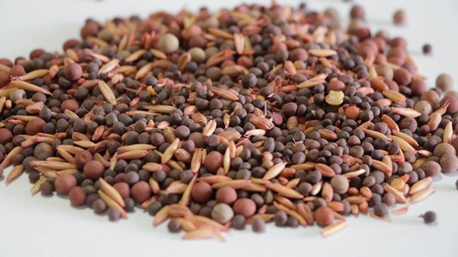 bakanyumaklidanisrail tohumu iddialarina yanit uAhTbnbG