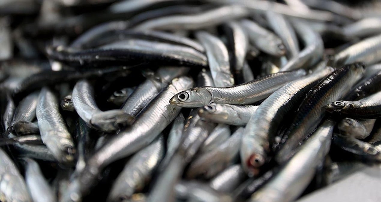 balik sezonu acildi hamsi bollugu yolda wxK27inP