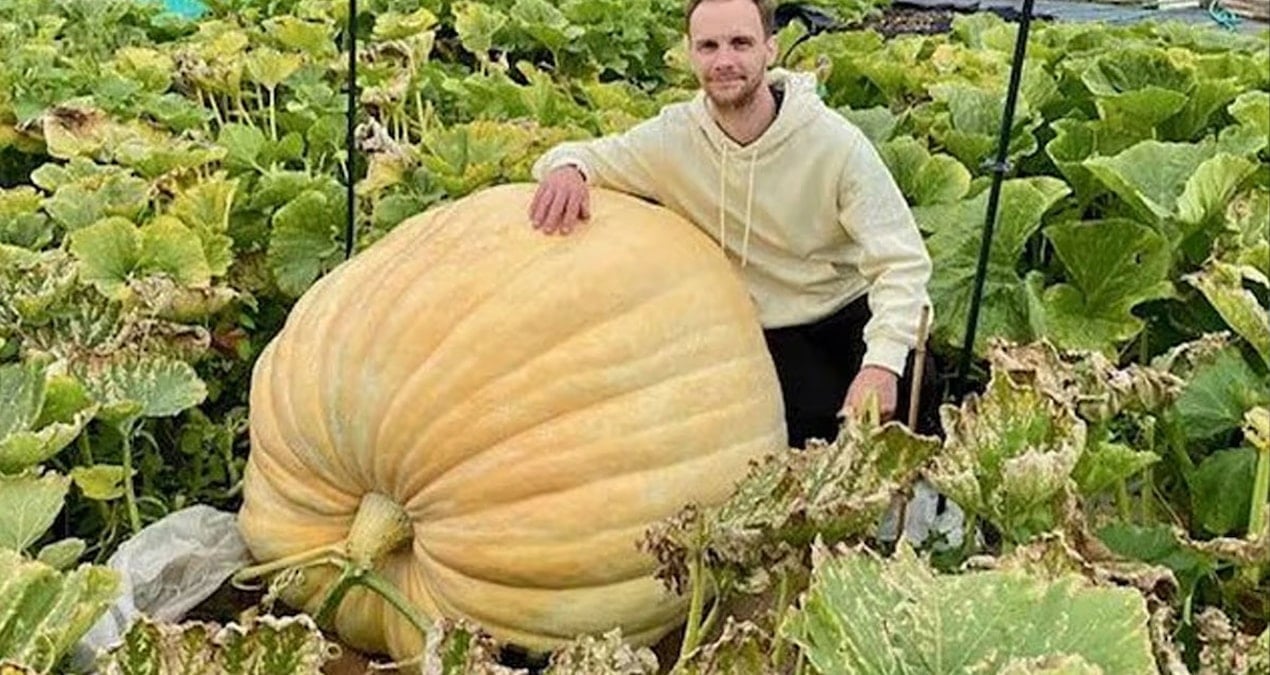 dev balkabagi tarlayi ele gecirdi uc fil yavrusundan bile daha agir 8Irac4Xl