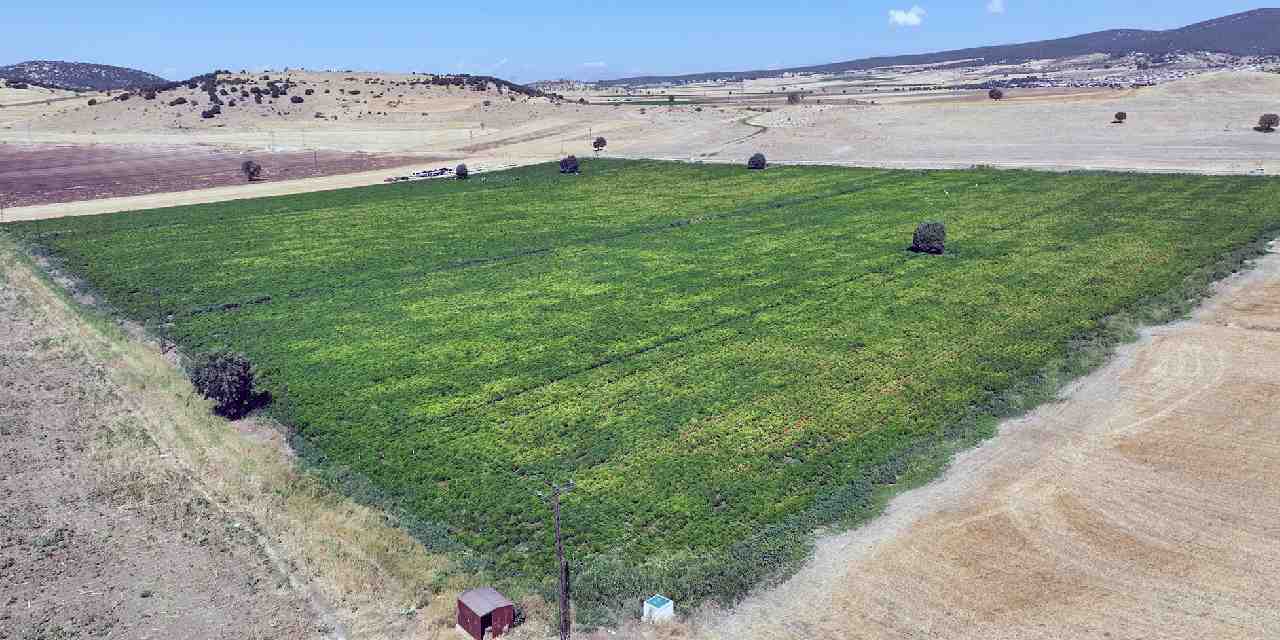 kahramanmarasta hasadi basladi 13 bin dekar alanda yetistiriliyor c vitamini deposu vllEi1uN