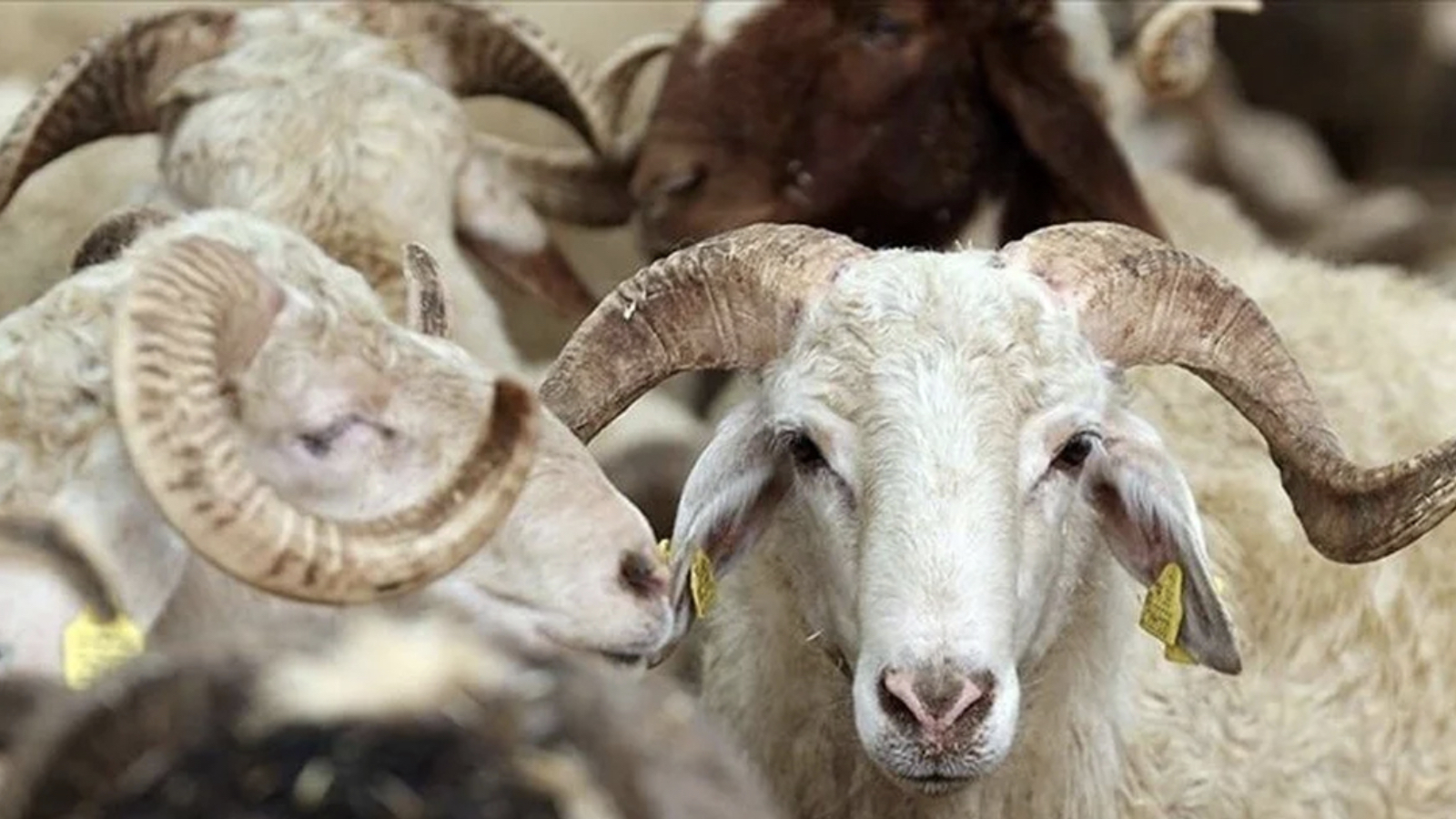 tigem 3 bin 200 reforme kucukbas hayvan satacak l72W8Ope