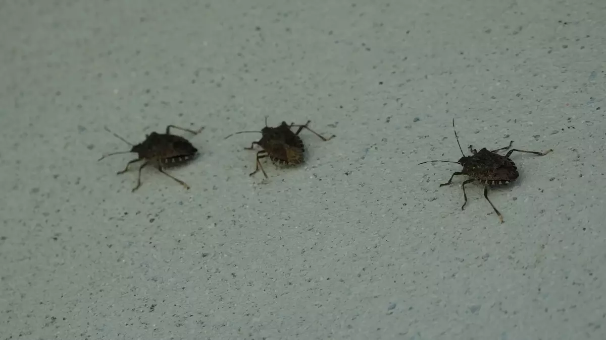 kahverengi kokarca uyarisi cilde temas edilmemeli OJu3LmUZ.jpg