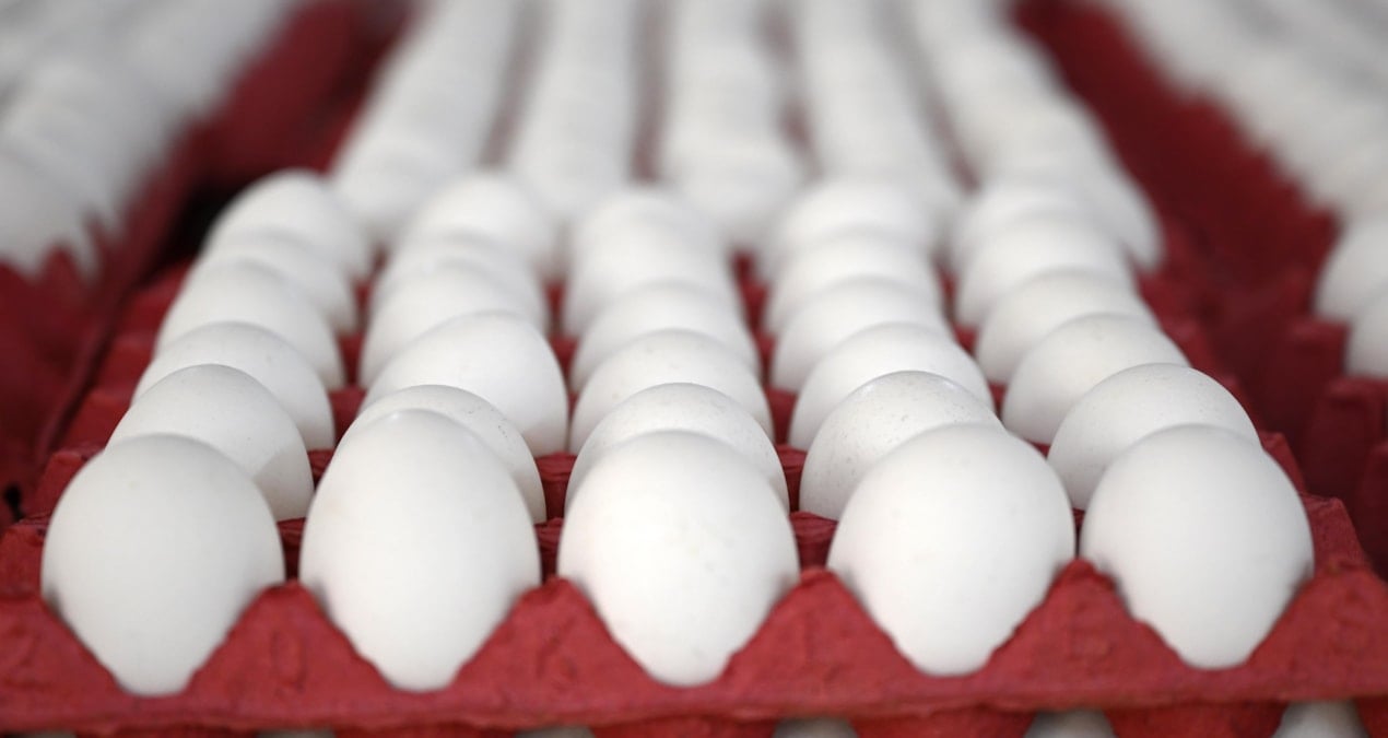 yumurtaya zam gelecek mi en yetkili isim acikladi GhkmLhVC.jpg