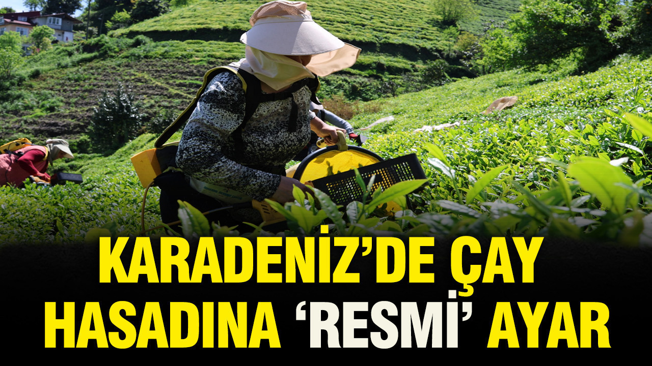 ne-1-lira-eksik-ne-1-lira-fazla-karadenizde-cay-hasadina-resmi-ayar-sFHWvfPl